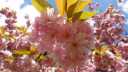 fruehling_DSC03332.JPG