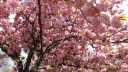 fruehling_DSC03334.JPG